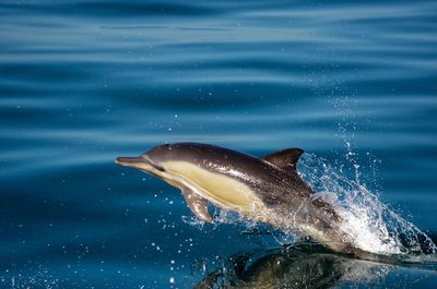 Single dolphin jumping out of deep blue sea water in sunlight