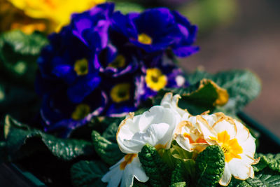 Close-up of white flowering plant