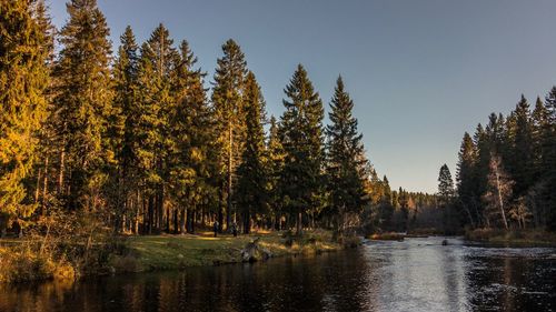 Scenic view of lake in forest during autumn