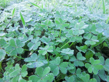 High angle view of dew drops on leaves