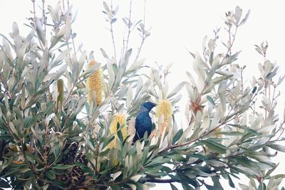 Low angle view of bird perching on tree