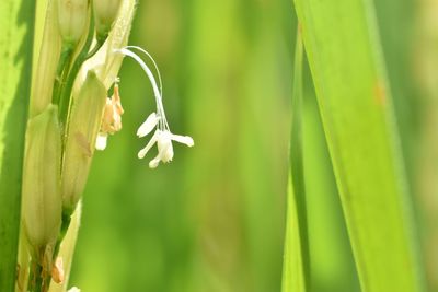 Close-up of white flowering plant