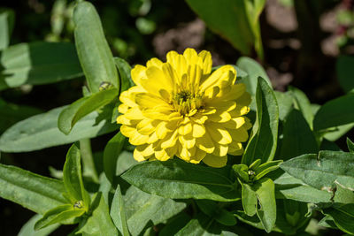 Close-up of yellow flowering plant