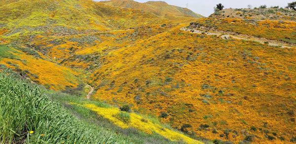 Scenic view of landscape during autumn