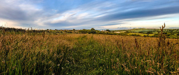 Scenic view of field against sky during sunset