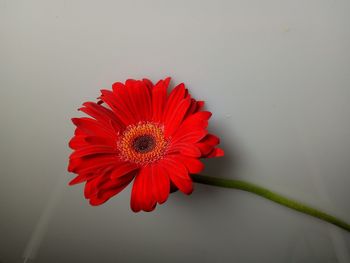 Close-up of red flower blooming outdoors