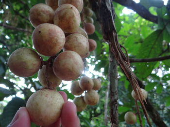 Low angle view of fruits on tree