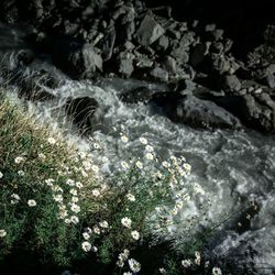 Close-up of fresh flower plants in water