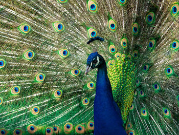 Close-up of peacock