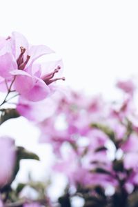 Close-up of pink cherry blossoms in spring