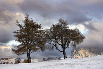 Trees on snow covered land against sky