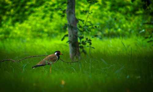 Bird perching on a tree