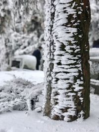 Close-up of tree trunk during winter