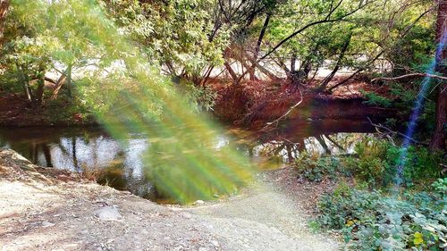 Trees by lake in forest