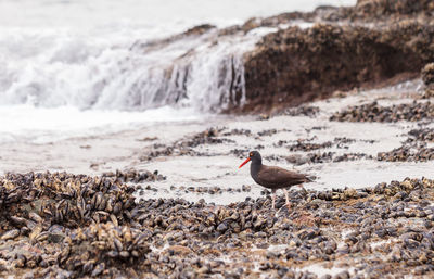 Bird perching on shore at beach