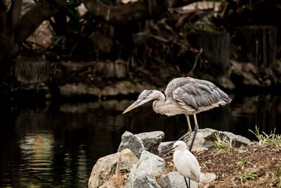 Bird perching on rock