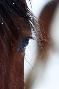 Close-up of horse