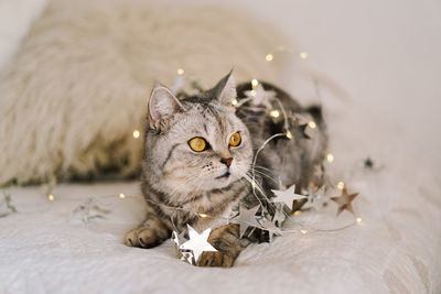 A cat of the scottish straight cat breed sits on a bed. good new year spirit.