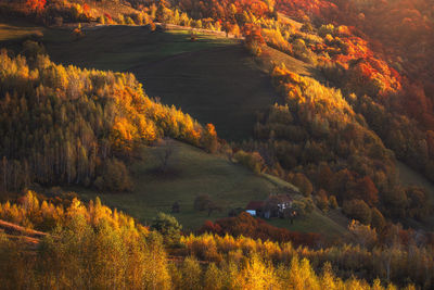 Trees on field during autumn