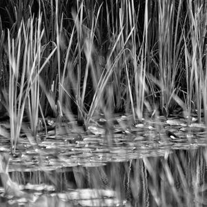 Full frame shot of wet plants in lake
