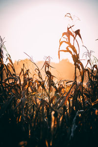 Close-up of crops on field against sky at sunset
