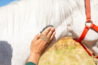 Black man brushing white horse