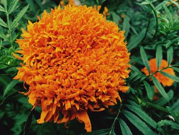 Close-up of orange marigold blooming outdoors
