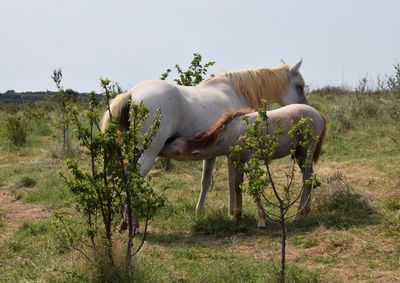 View of a horse on field