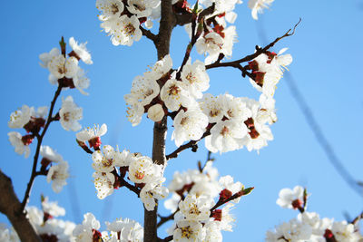 Low angle view of cherry blossoms against sky