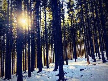 Trees in forest during winter