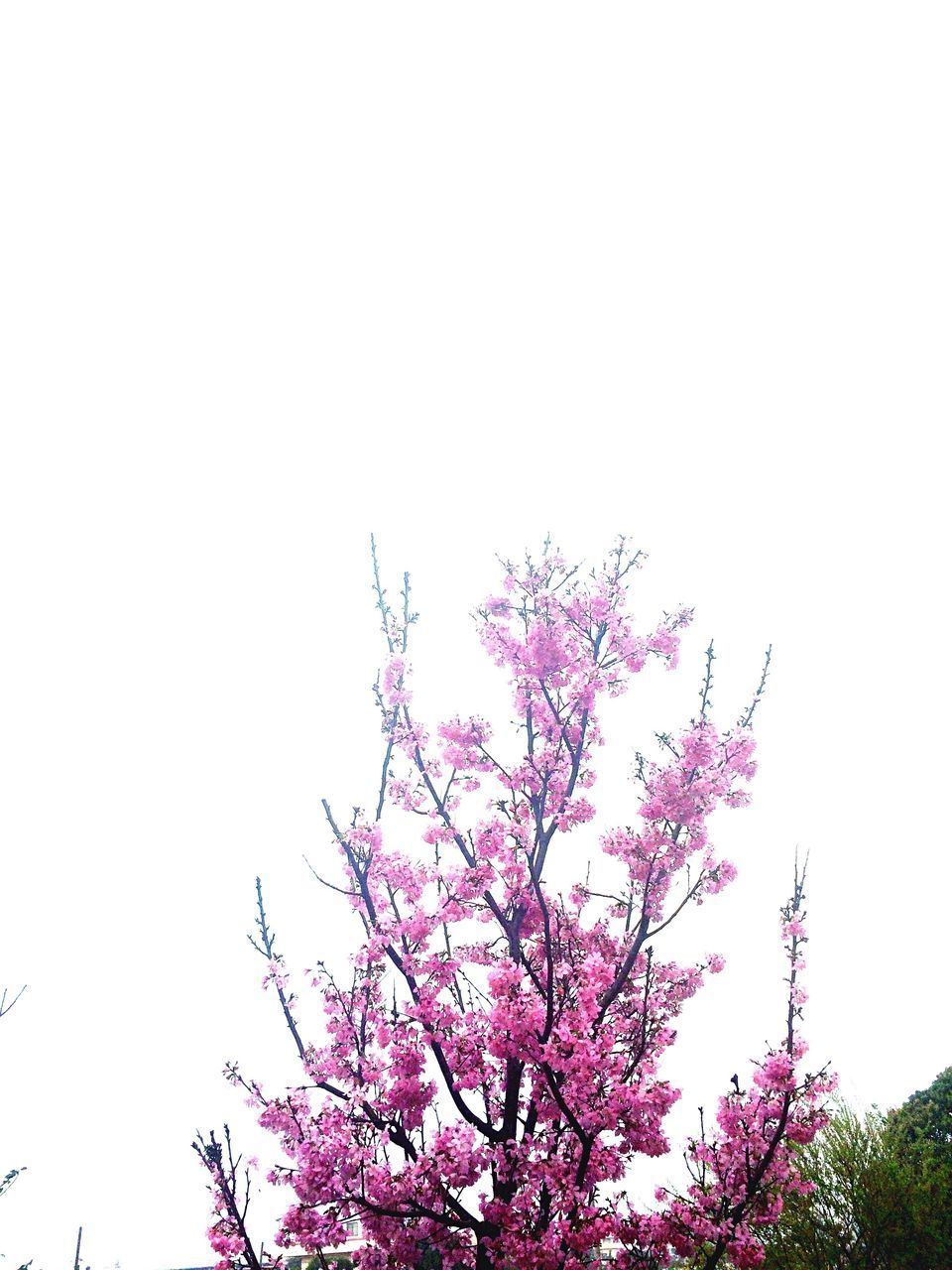 low angle view, clear sky, tree, growth, branch, beauty in nature, copy space, nature, flower, high section, pink color, freshness, treetop, sky, tranquility, outdoors, day, no people, scenics, fragility