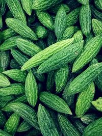 Full frame shot of green chili peppers