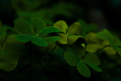 Close-up of green leaves on field