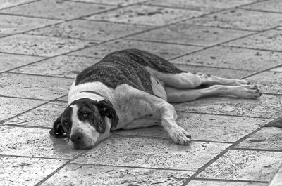Portrait of dog lying down on a street