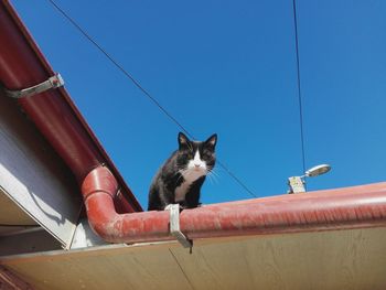 Low angle view of cat on cable against clear blue sky