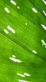 Close-up of leaves