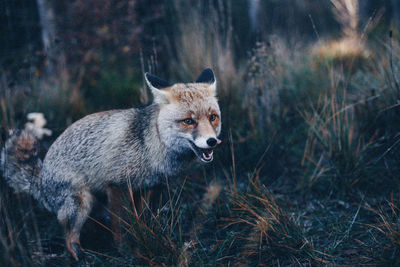 Fox in the forest