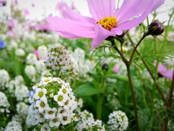 Close-up of pink flowers