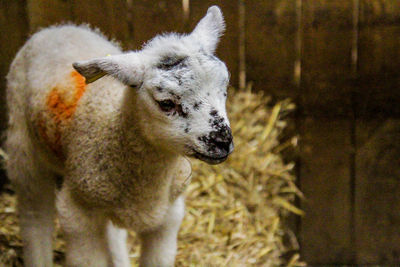 Close-up of lamb standing in pen