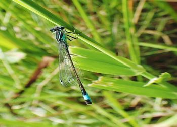 Close-up of damselfly on grass