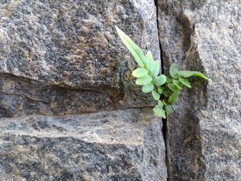 Close-up of small plant growing on rock against wall