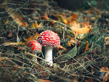 Close-up of fly agaric mushroom on field