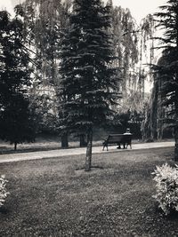 Trees in park