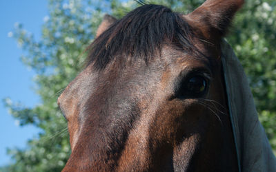 Close-up portrait of horse