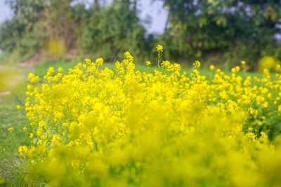 Yellow flowering plants on field