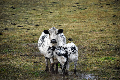 Cows grazing in field