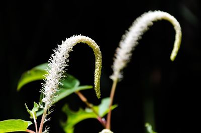 Close-up of fresh green plant