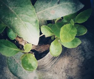 Close-up of fresh green plant