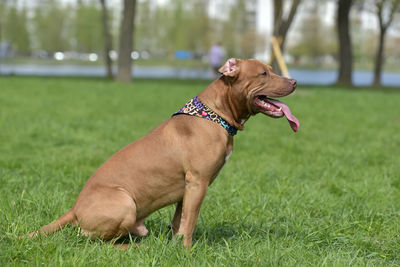 Close-up of a dog looking away on field