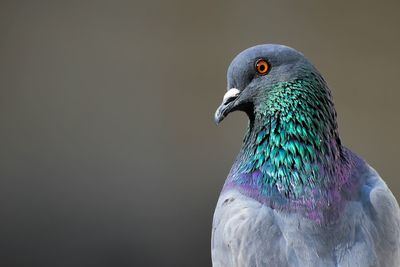 Close-up of a bird